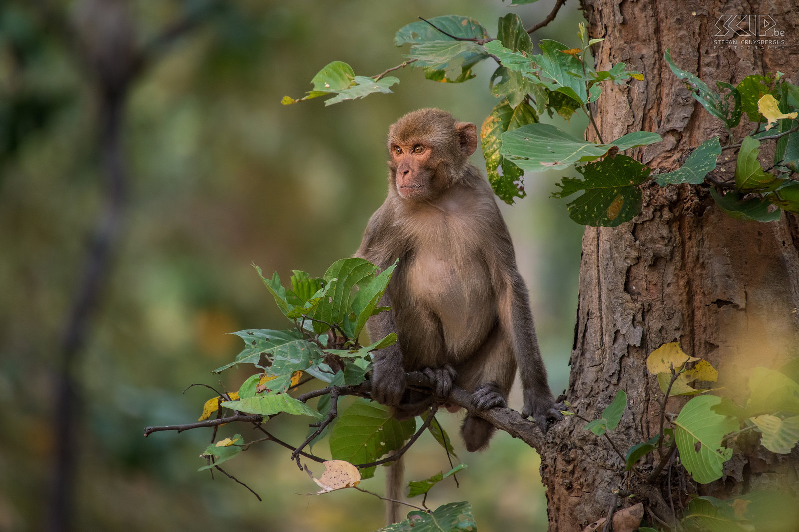 Bandhavgarh - Resusaap De resusaap (Rhesus macaque/Macaca mulatta) komt vrij veel voor in nationale parken en ook in steden in India. Stefan Cruysberghs